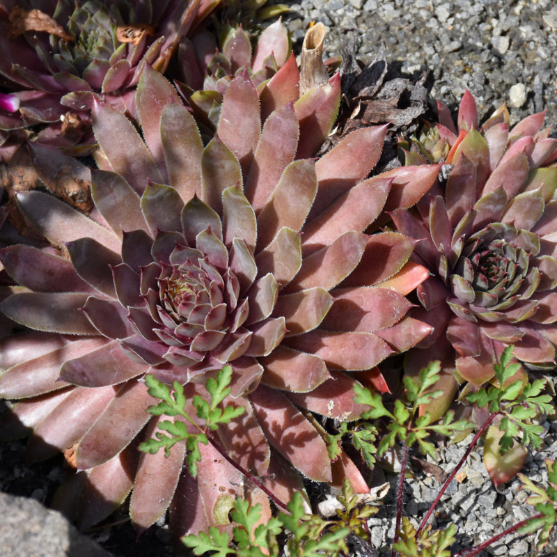 SEMPERVIVUM KALINDA