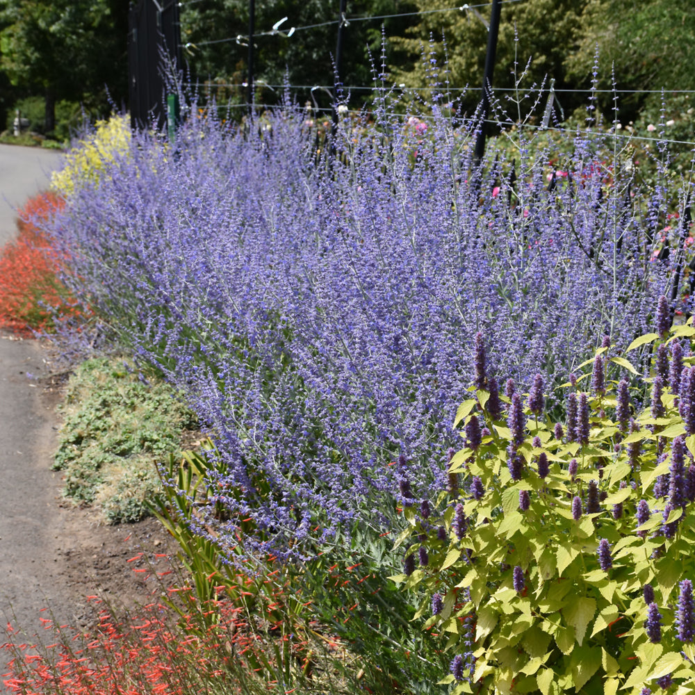 PEROVSKIA ATRIPLICIFOLIA