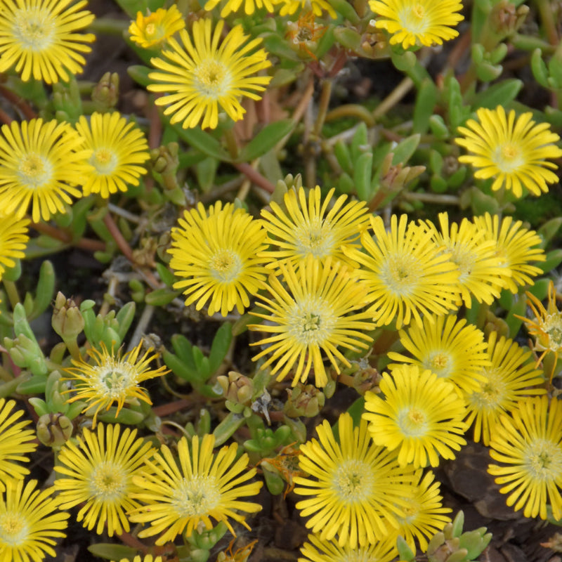 DELOSPERMA GOLDEN WONDER