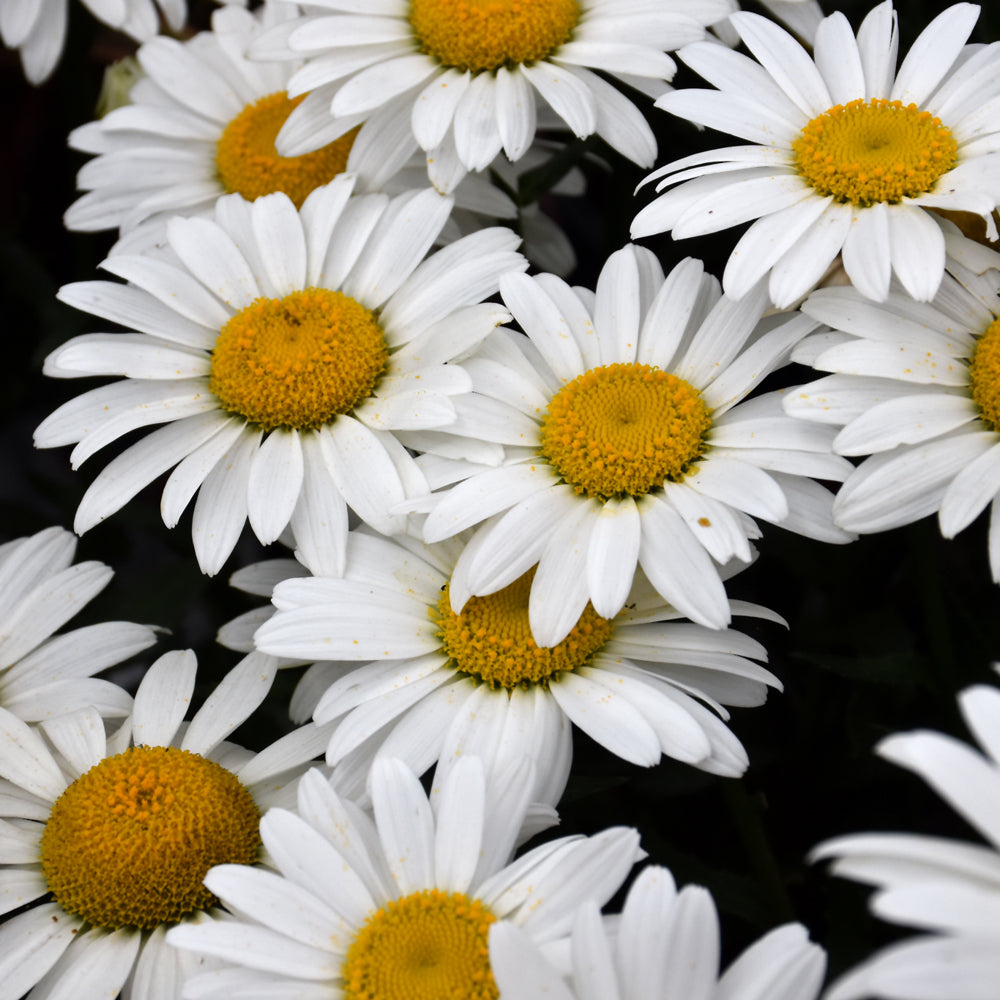 LEUCANTHEMUM SNOWCAP