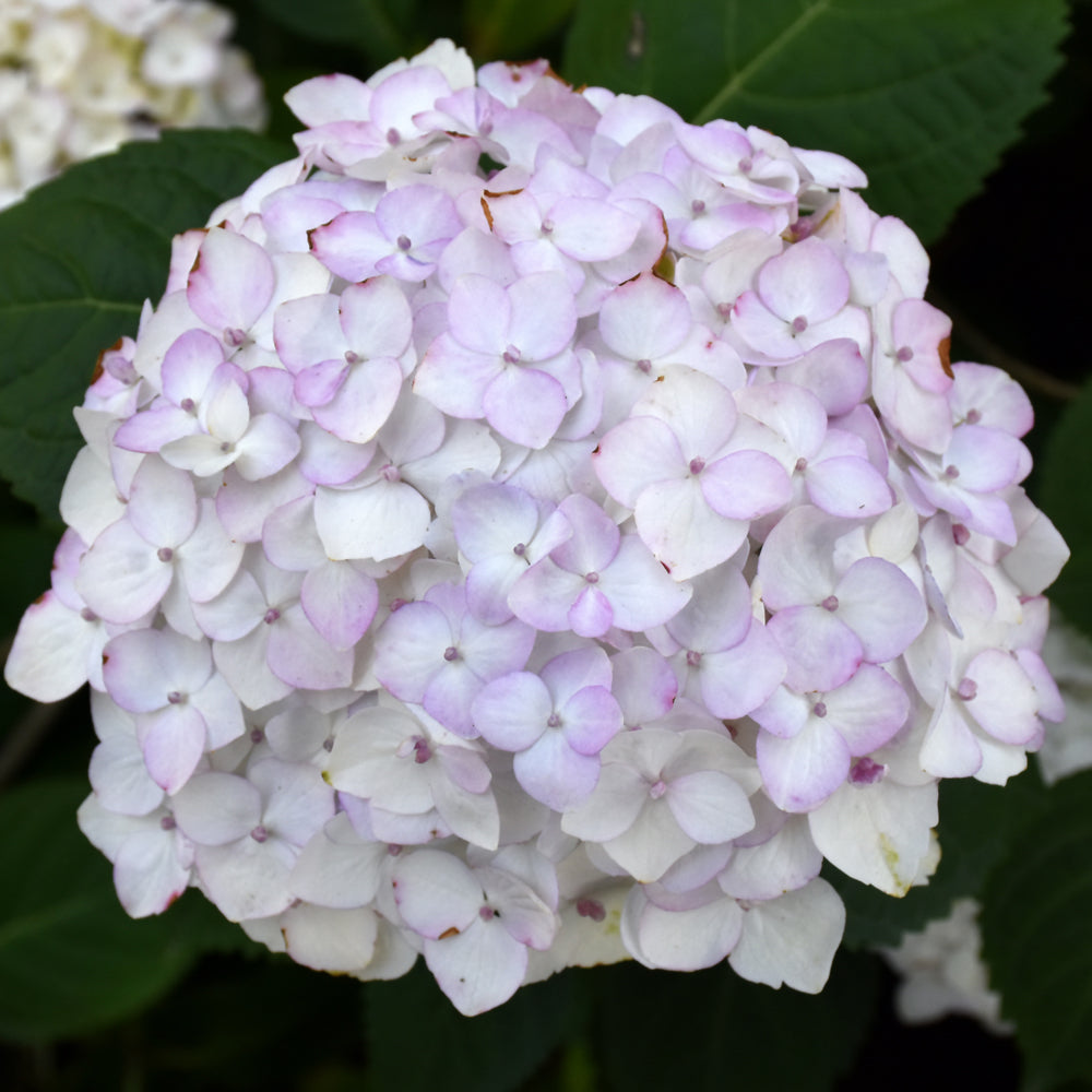 HYDRANGEA BLUSHING BRIDE