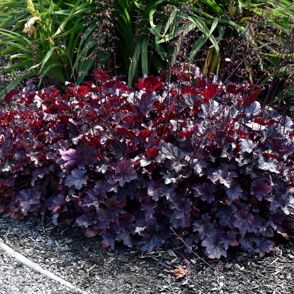 HEUCHERA PLUM PUDDING