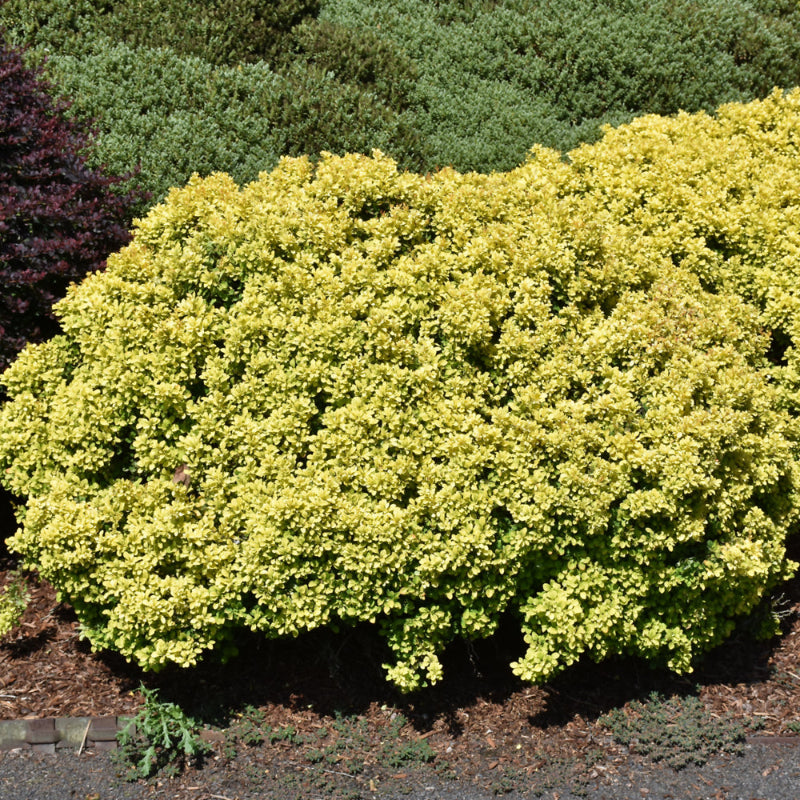 BARBERRY GOLDEN NUGGET