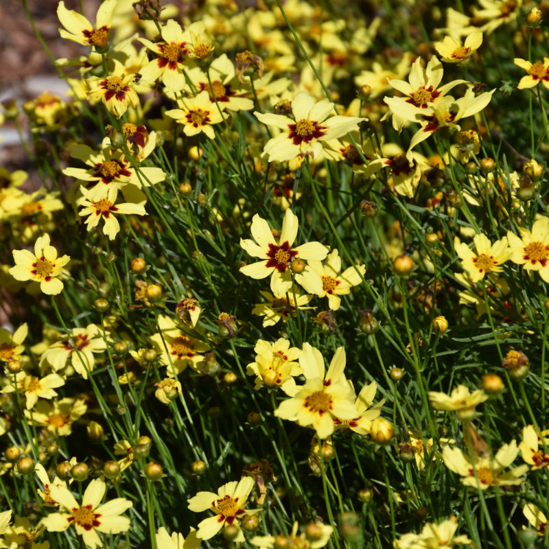COREOPSIS SIZZLE & SPICE SASSY SAFFRON