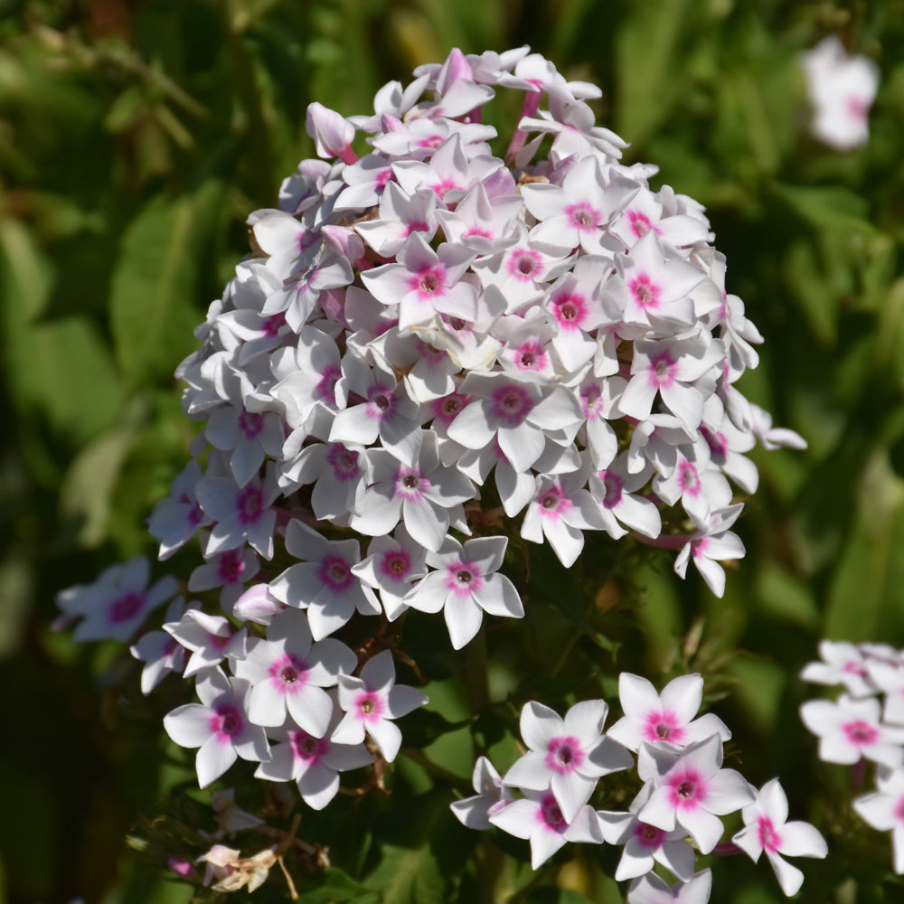 PHLOX CHERRY CREAM