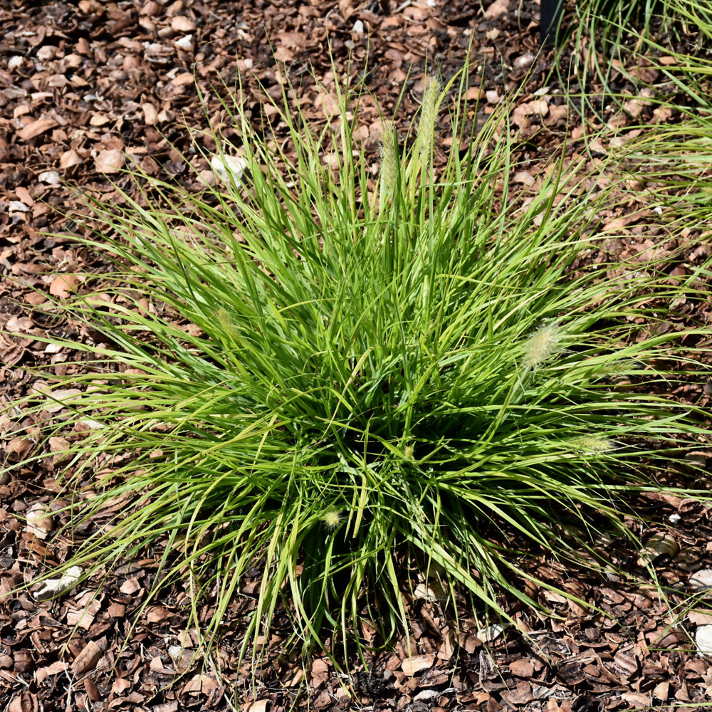 PENNISETUM LUMEN GOLD