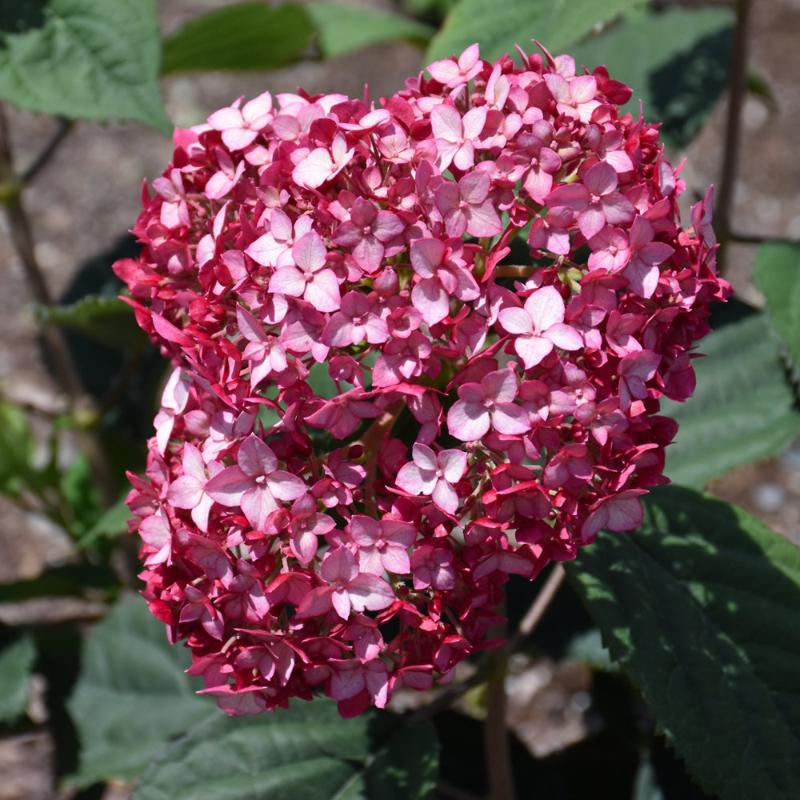 HYDRANGEA INVINCIBELLE RUBY