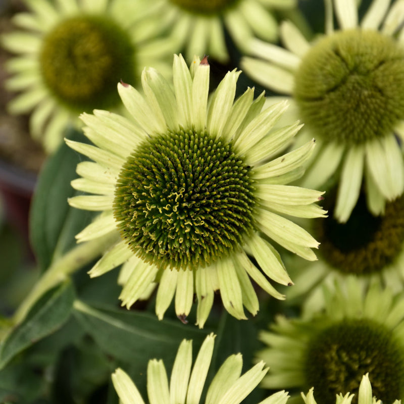 ECHINACEA GREEN JEWEL