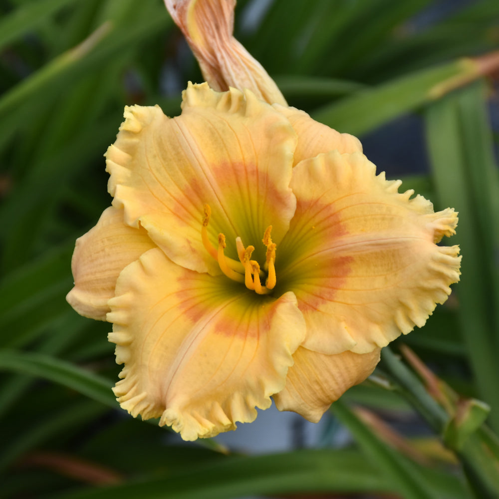 HEMEROCALLIS ORANGE SMOOTHIE