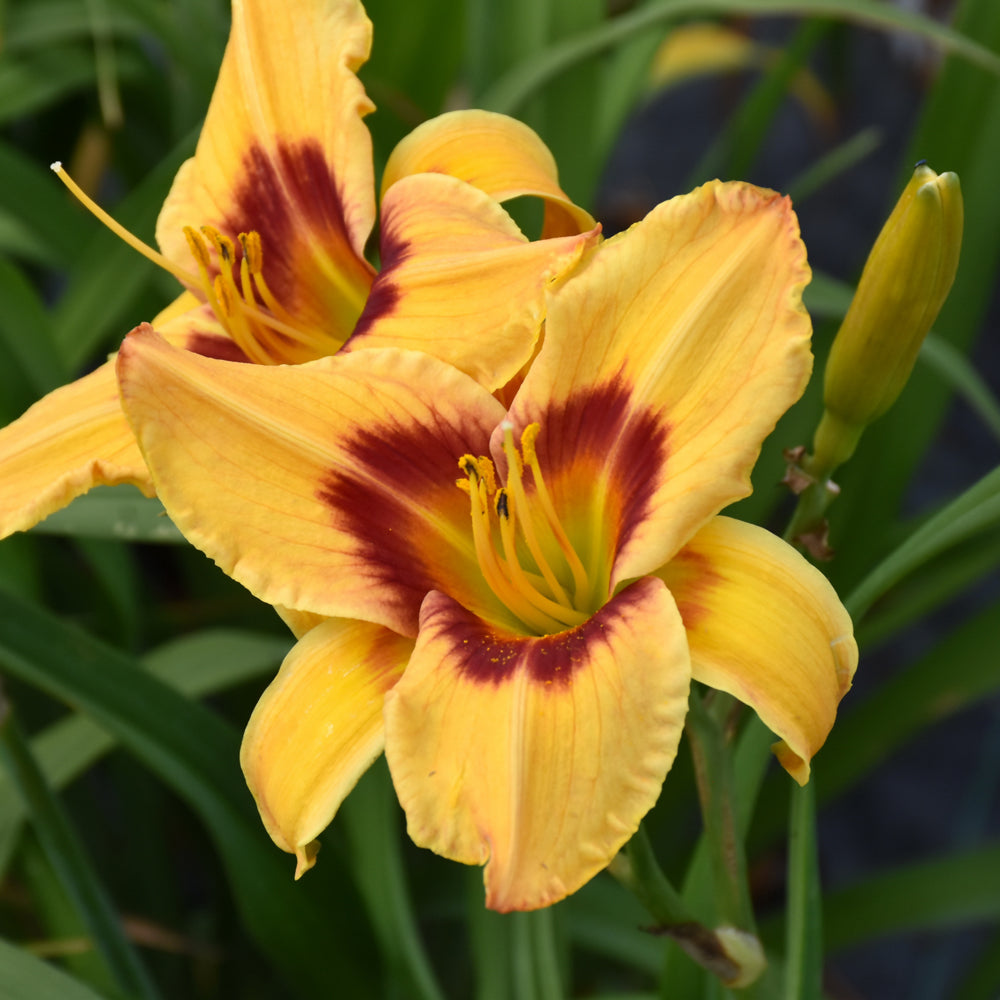 HEMEROCALLIS TIGER SWIRL