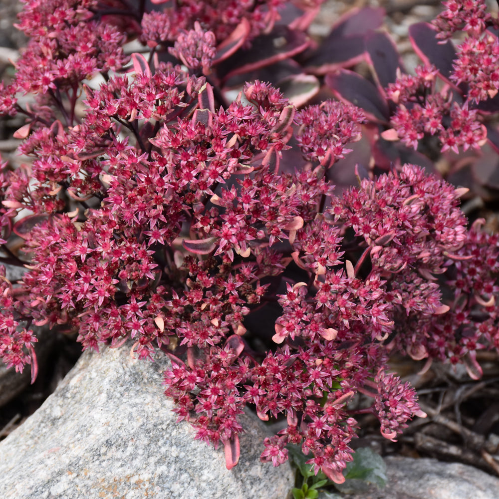 SEDUM SUNSPARKLER DREAM DAZZLER