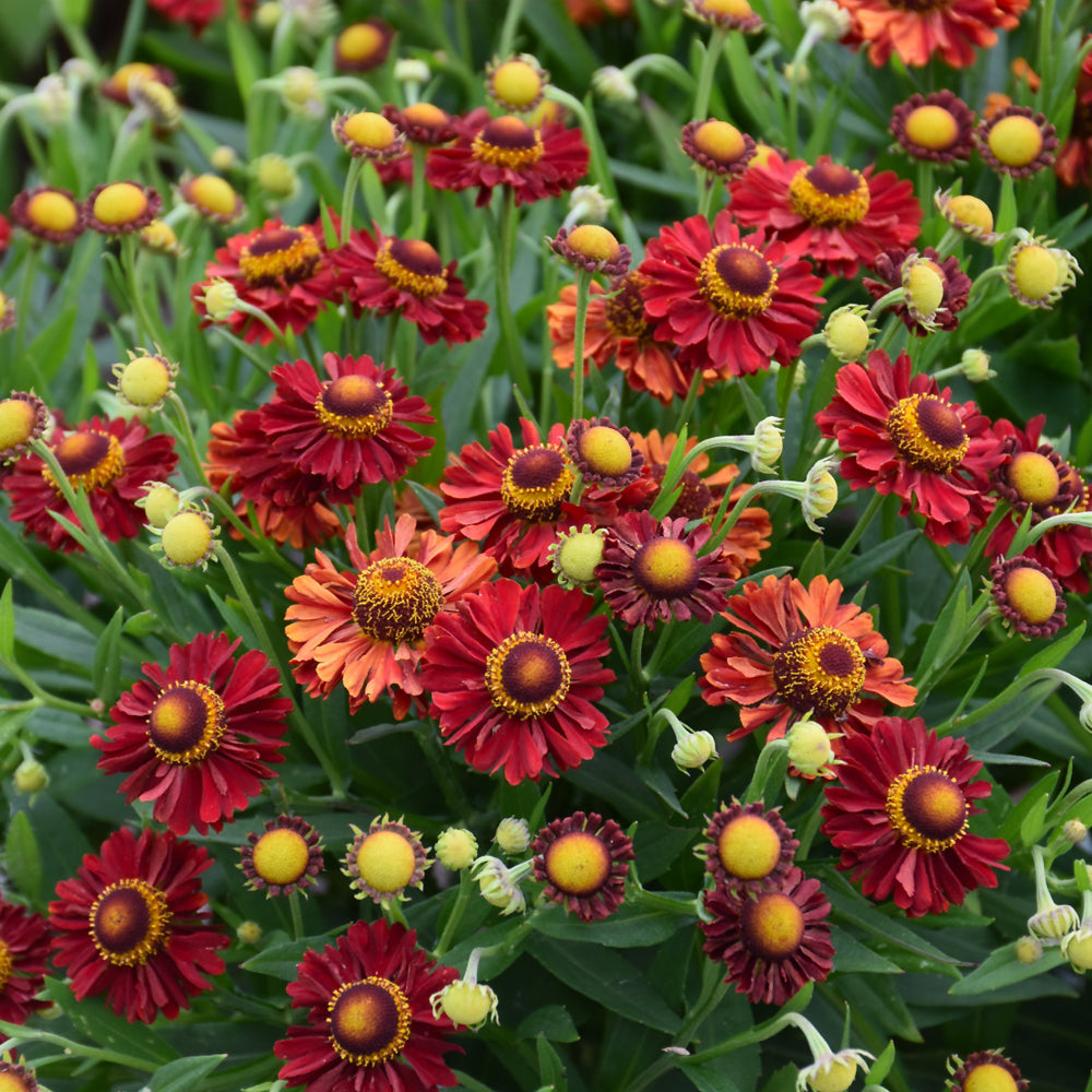 HELENIUM AUTUMNALE MARIACHI RANCHERA