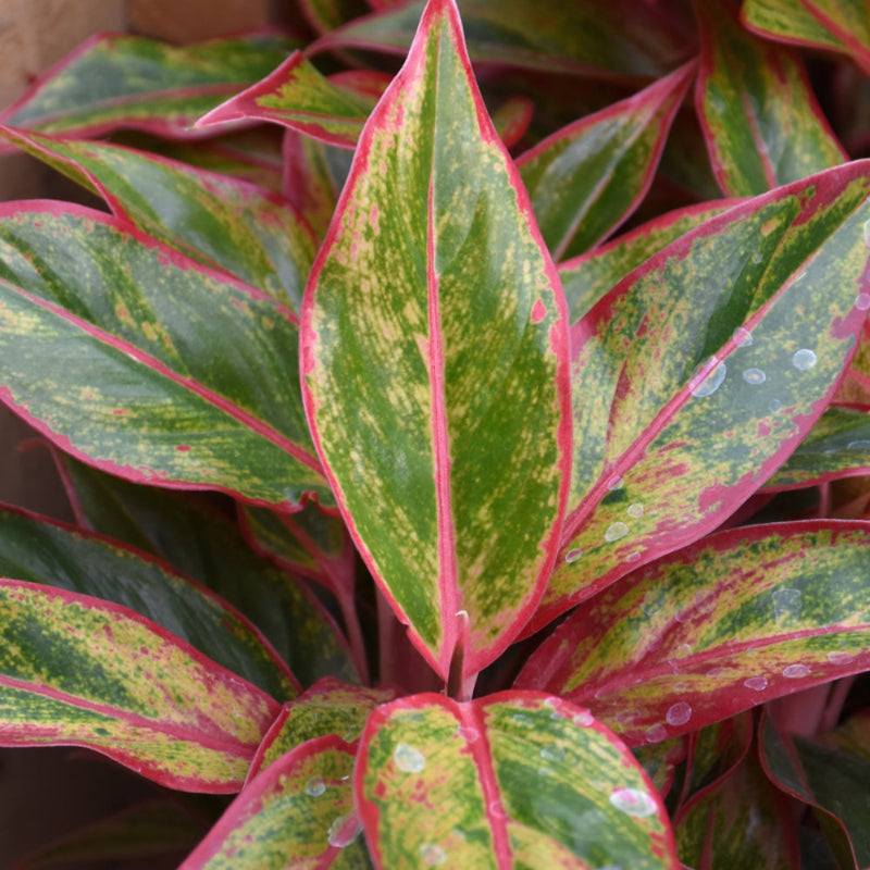 AGLAONEMA SIAM PINK