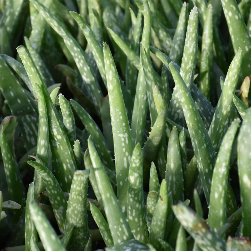 ALOE VERA