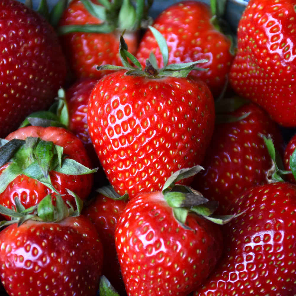 FRAISE ALBION TOUJOURS PORTEUR