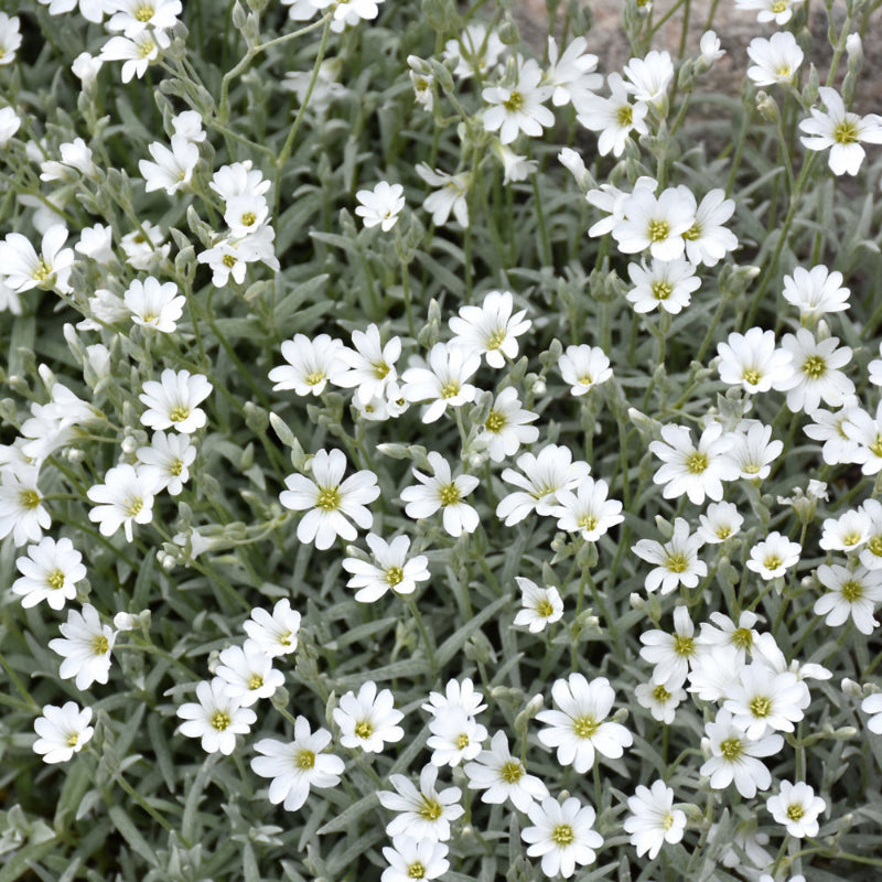 CERASTIUM TOMENTOSUM