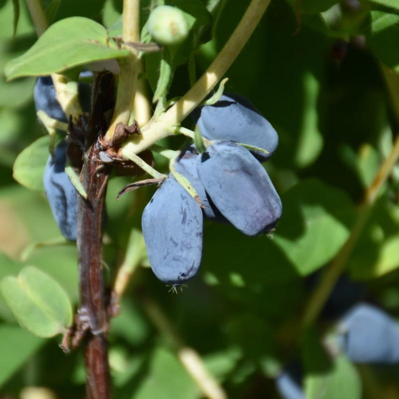 HASKAP BERRY BLUE&TUNDRA