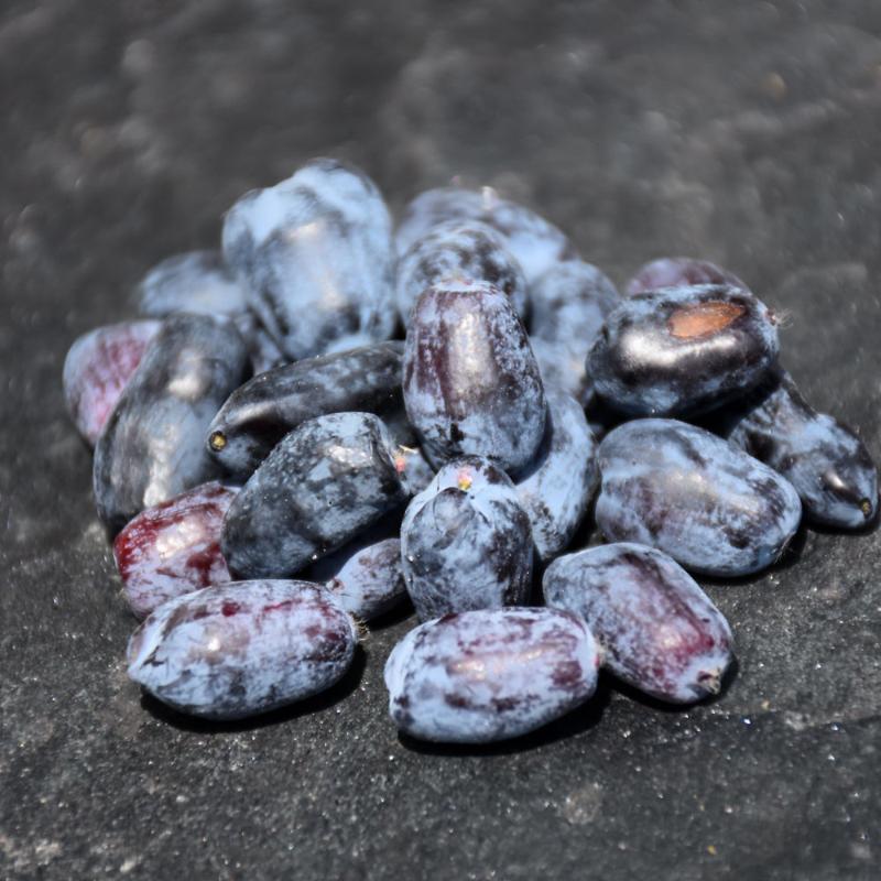 HASKAP BERRY BLUE&TUNDRA