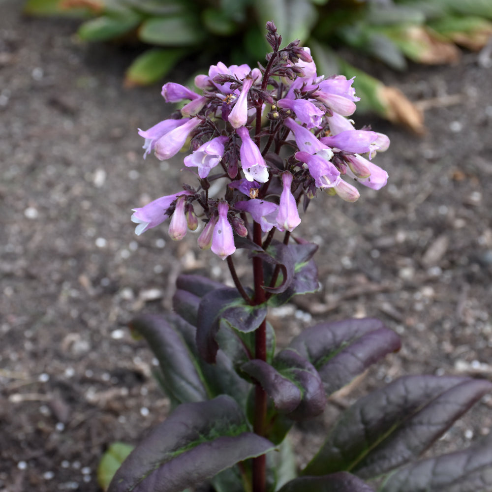 PENSTEMON BLACKBEARD