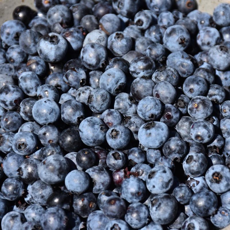 BLUEBERRY BRUNSWICK