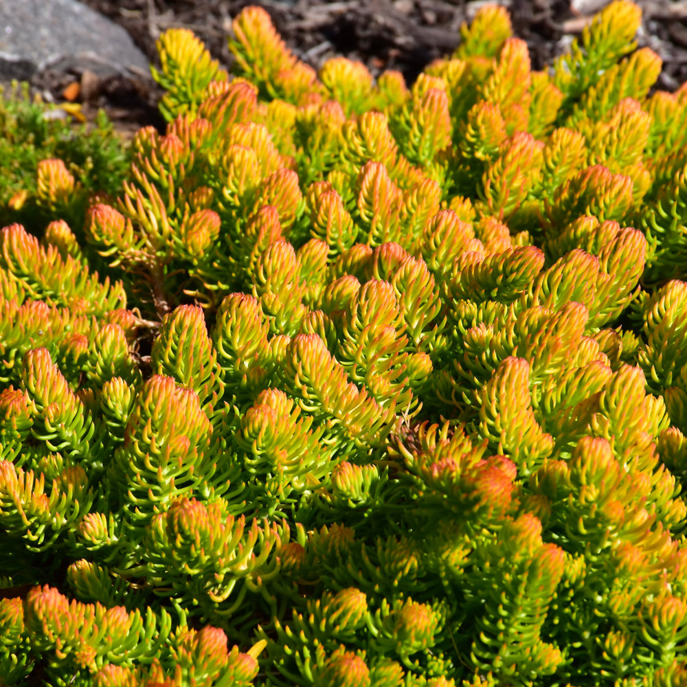 SEDUM ANGELINA