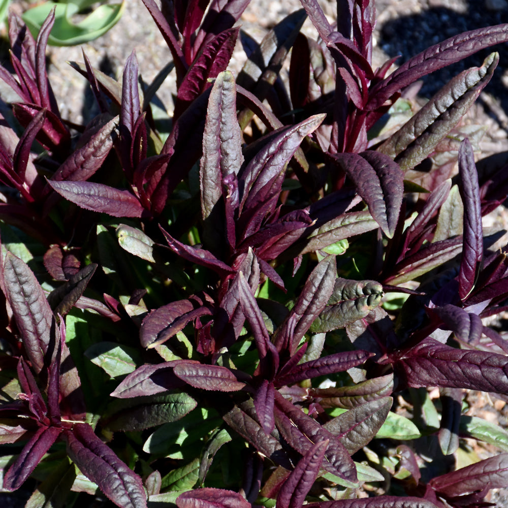 PENSTEMON BLACKBEARD