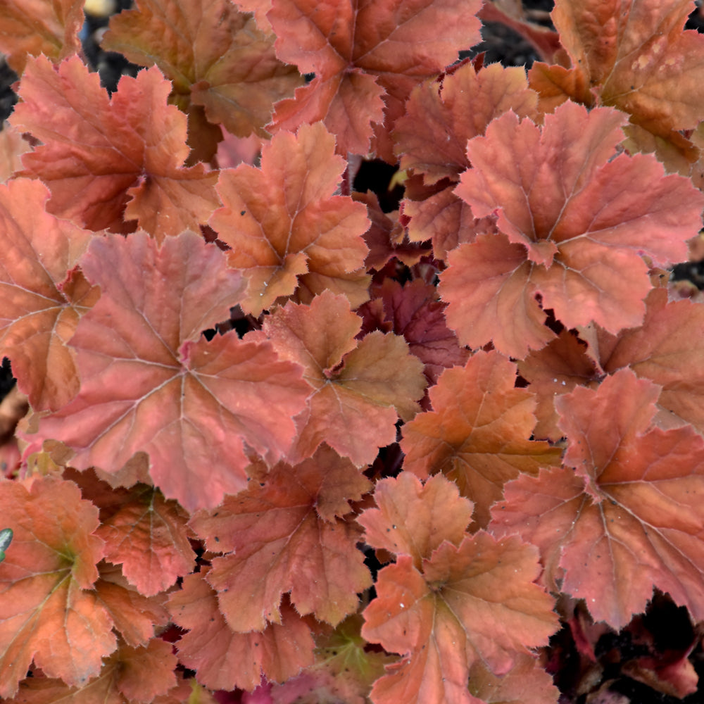 HEUCHERA NORTHERN EXPOSURE AMBER