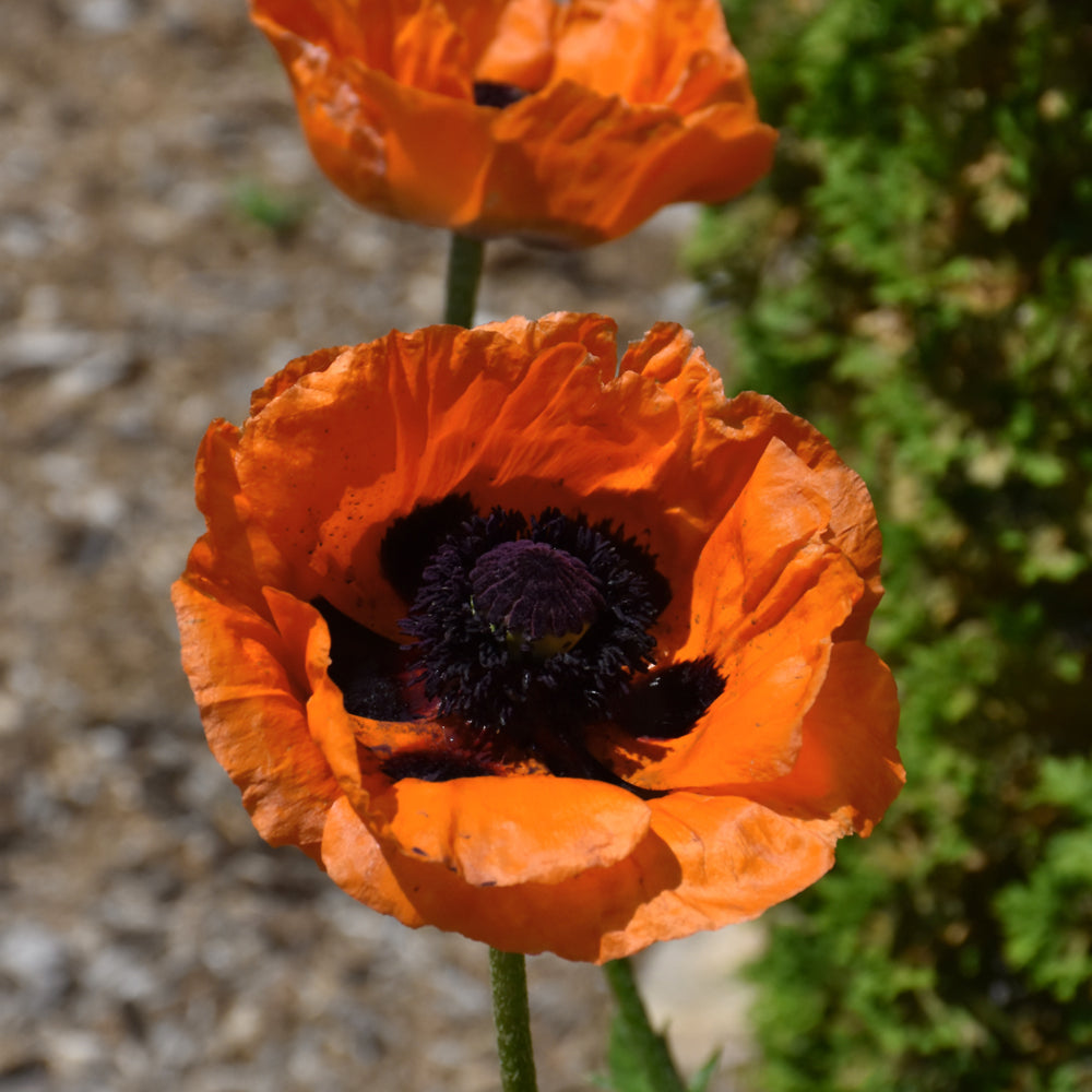 PAPAVER PRINCE OF ORANGE