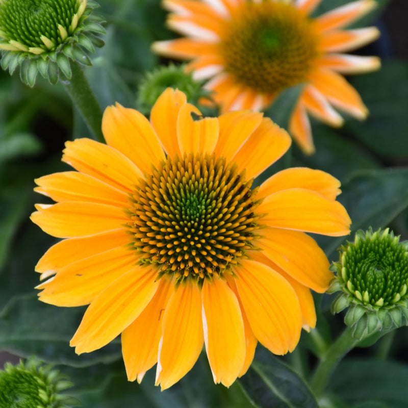 ECHINACEA SOMBRERO GRANADA GOLD