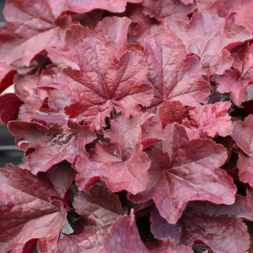 HEUCHERA NORTHERN EXPOSURE RED