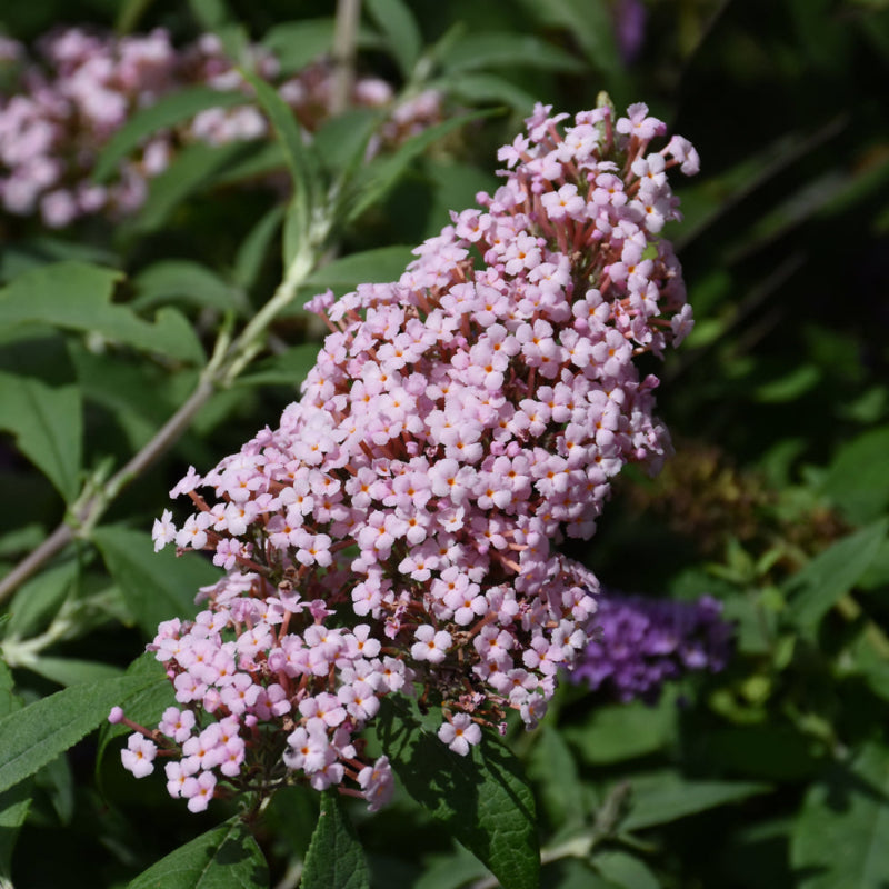 BUDDLEIA MONARCH PRINCESS PINK