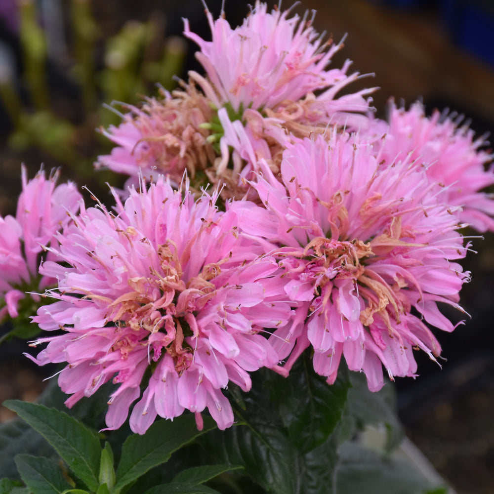 MONARDA PINK FROSTING