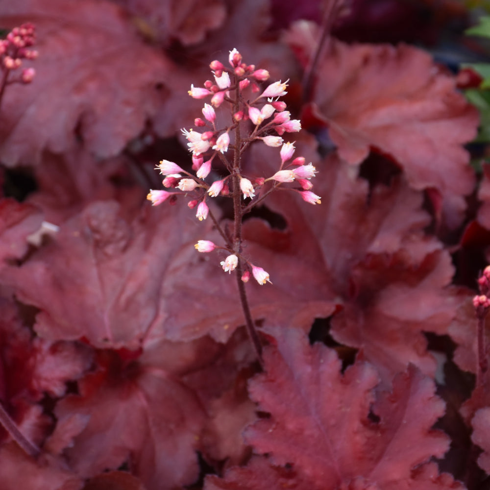 HEUCHERA FOREVER RED