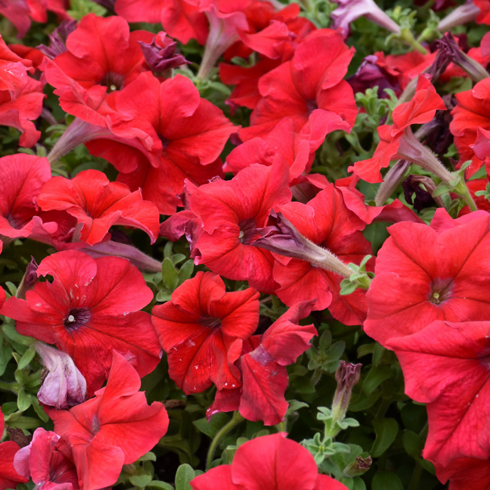 Petunia