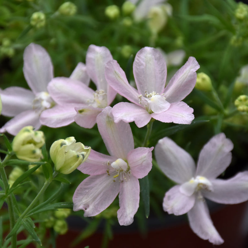 DELPHINIUM SUMMER MORNING