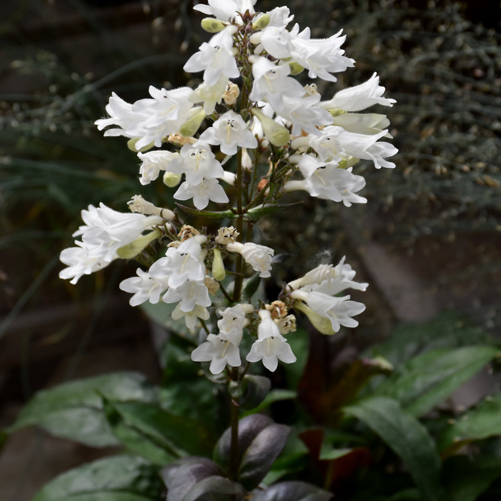 PENSTEMON ONYX AND PEARLS