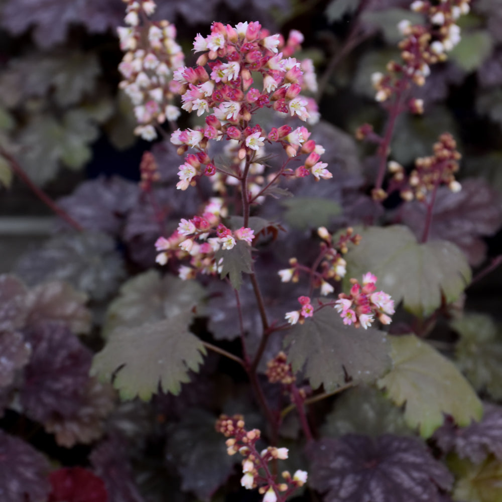 HEUCHERA CINNAMON GLAZE