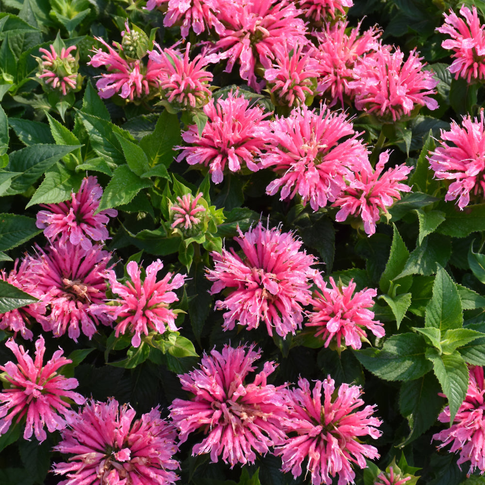 MONARDA PINK LACE