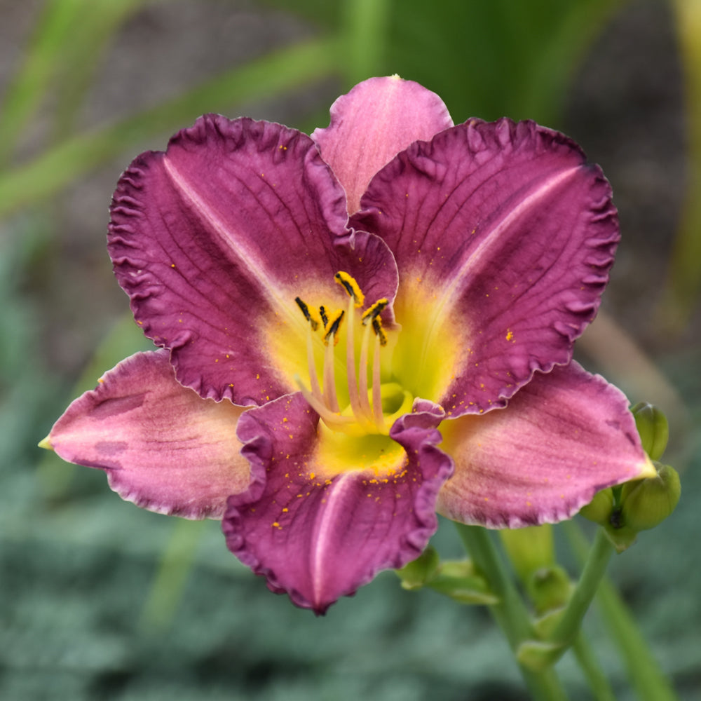 HEMEROCALLIS ENTRAPMENT