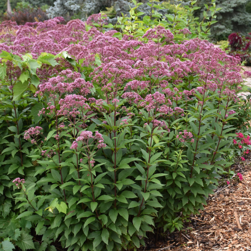 EUTROCHIUM PURPUREUM