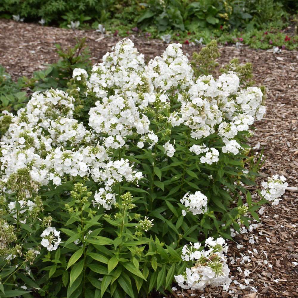 PHLOX DAVID