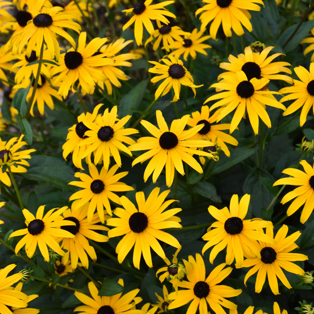 RUDBECKIA AMERICAN GOLD RUSH
