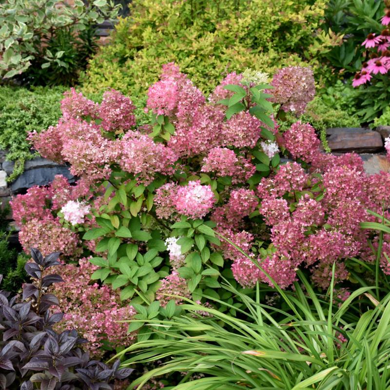 HYDRANGEA BOBO