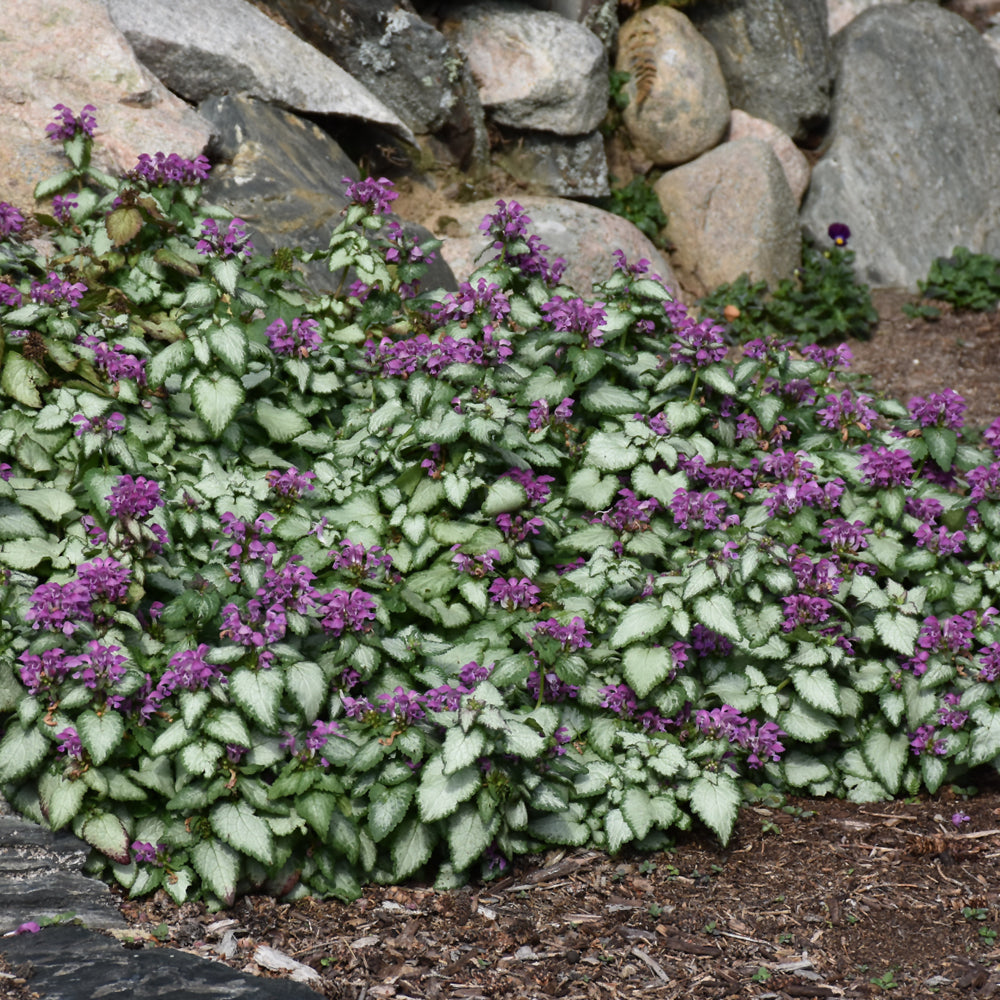 LAMIUM MACULATUM PURPLE DRAGON