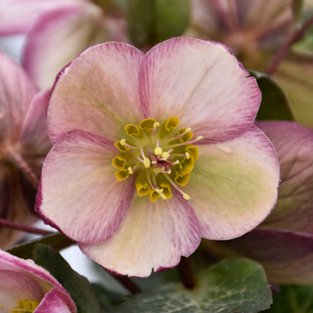 HELLEBORUS BAYLI'S BLUSH