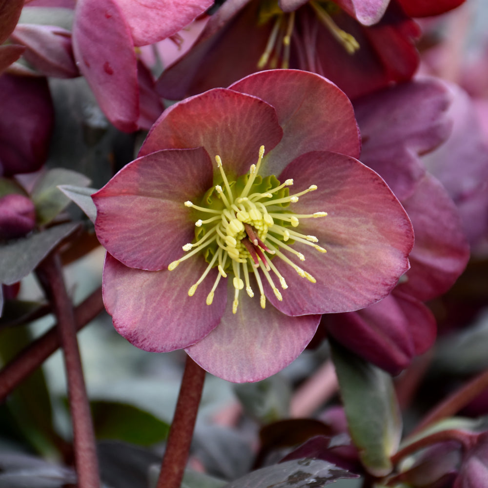 HELLEBORUS DANA'S DULCET
