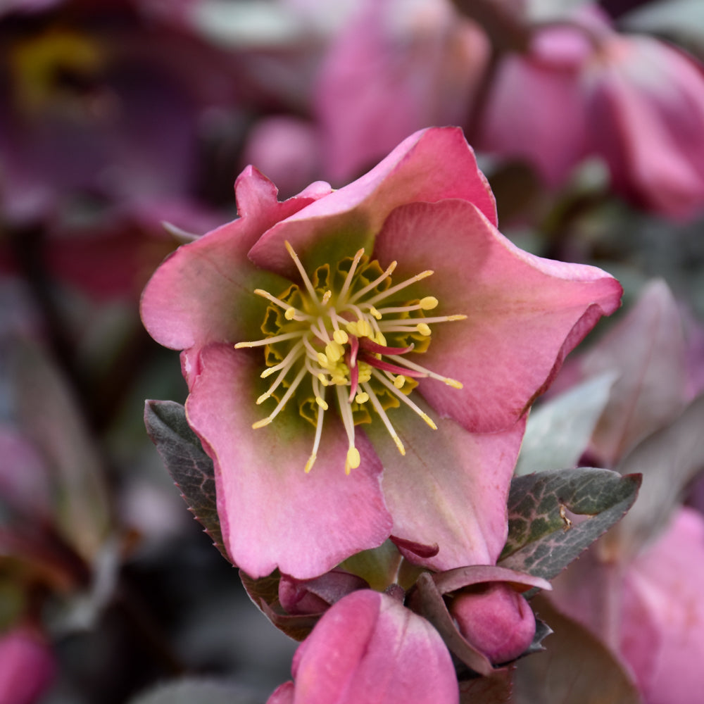 HELLEBORUS DOROTHY'S DAWN