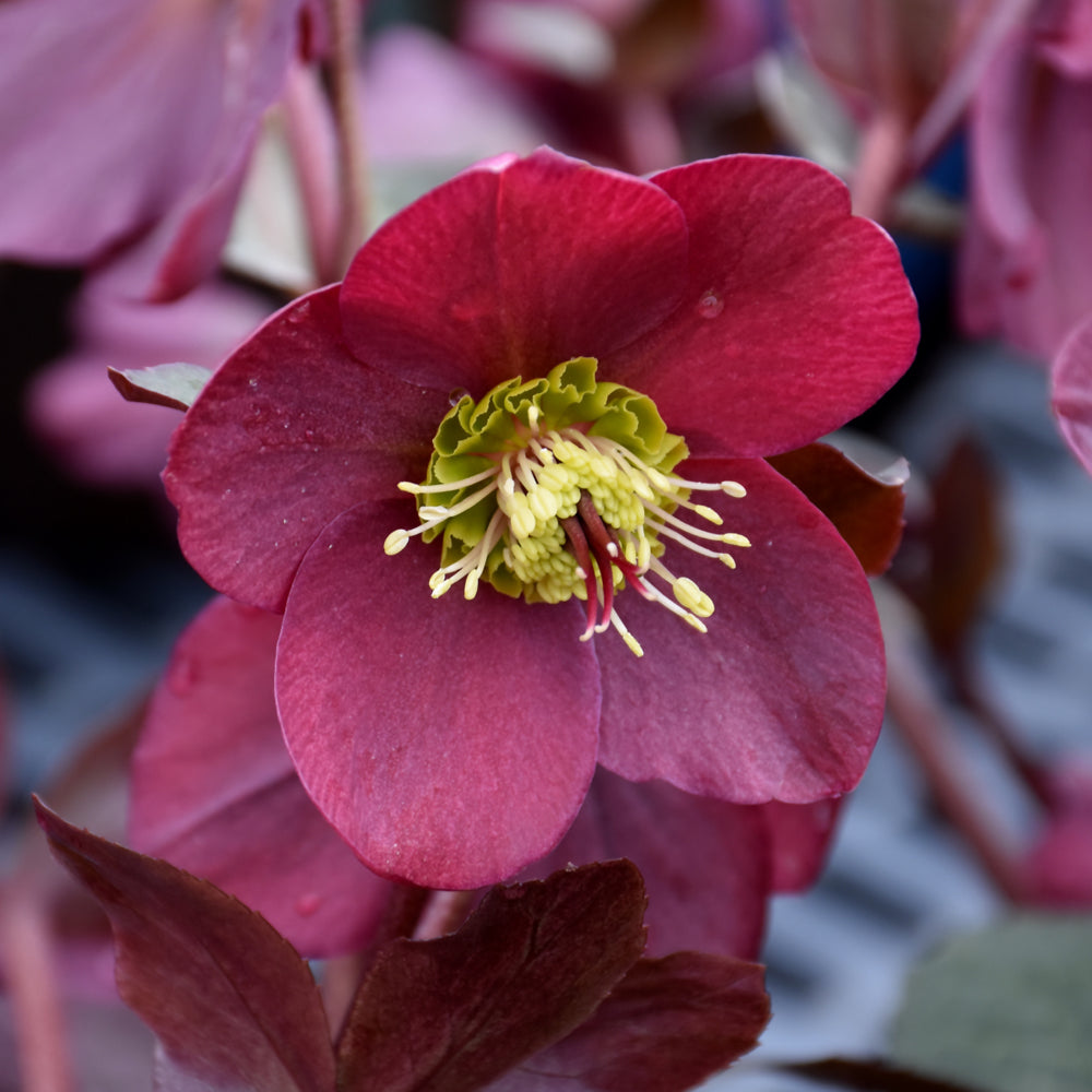 HELLEBORUS ANNAS RED