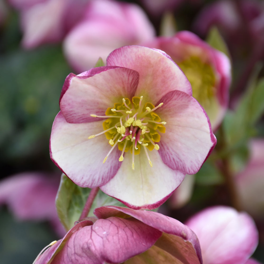 HELLEBORUS GLENDA'S GLOSS