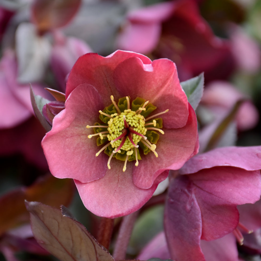 HELLEBORUS PENNY'S PINK